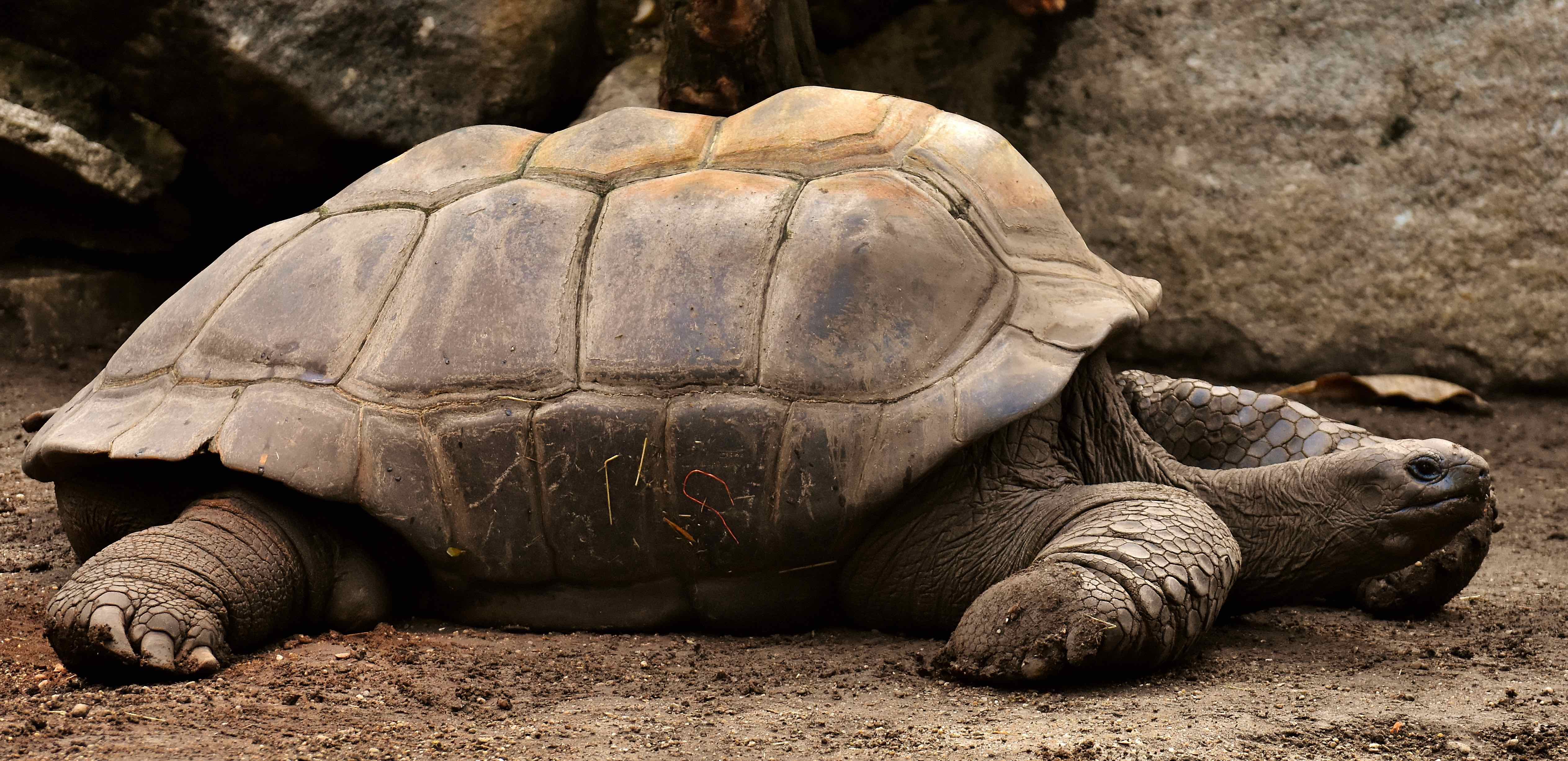 Picture of giant tortoise